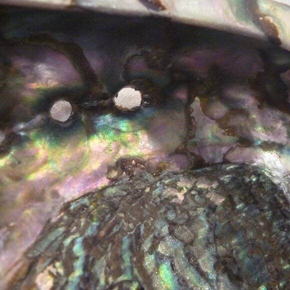 2 pcs Set Large Abalone Seashell Sea Snail Shell Smudge Smudging Bowl décor - Picture 10 of 11